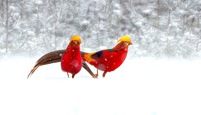 秦岭深山野拍红腹锦鸡～