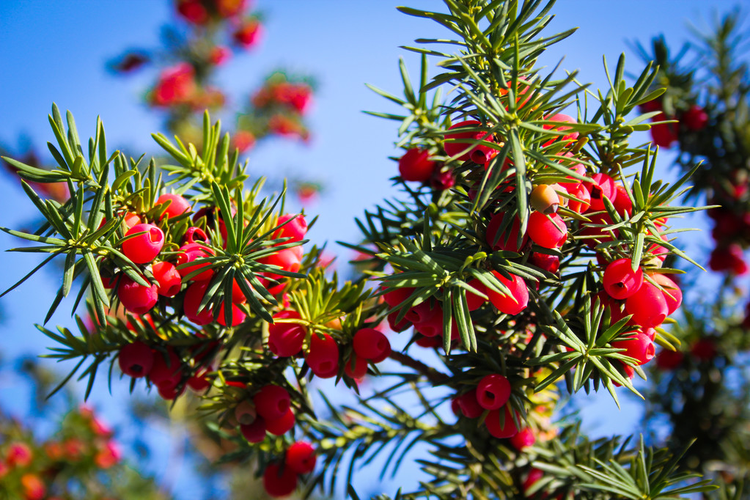 红豆杉与红浆果Yew with red berries.jpeg