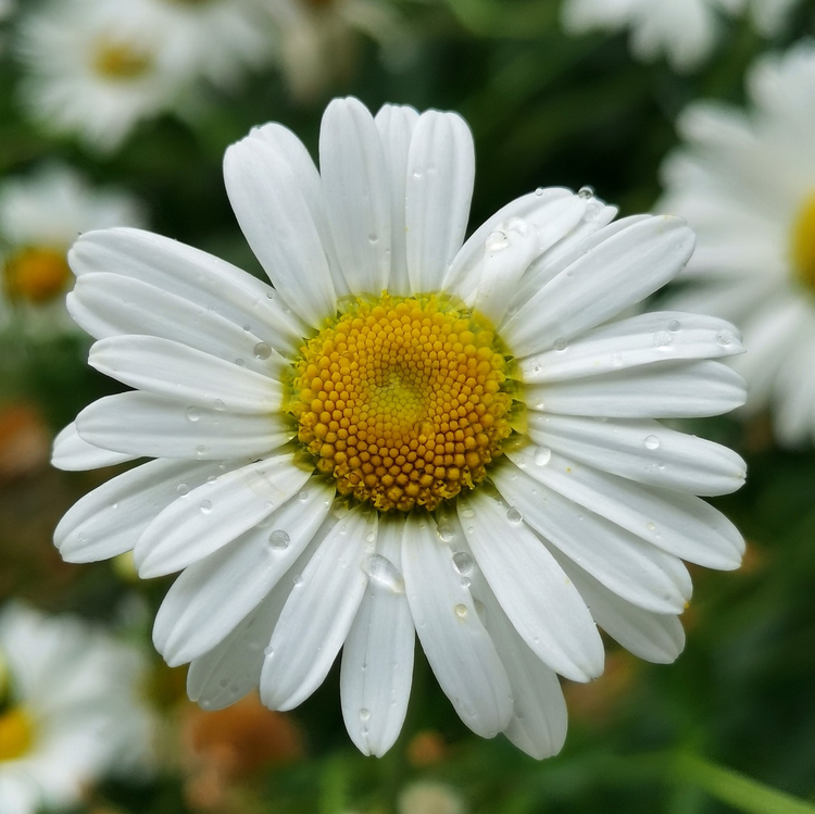 白晶菊