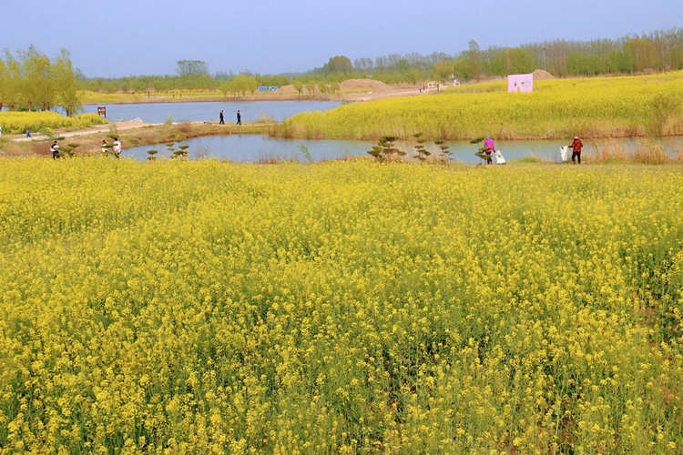 陈桥湿地油菜花田