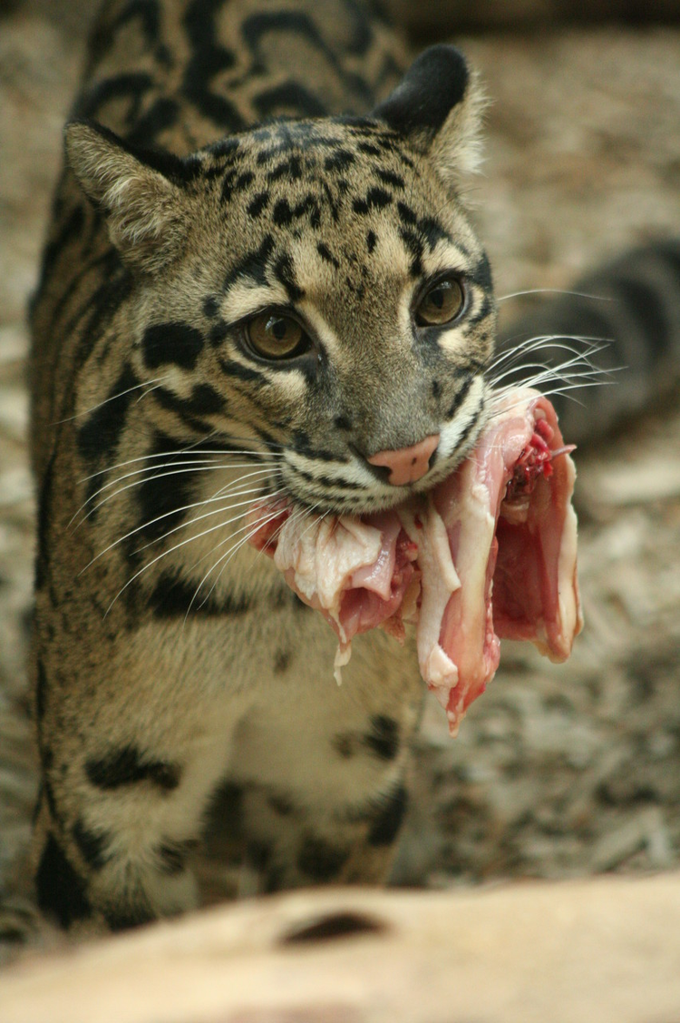 云豹Clouded leopard
