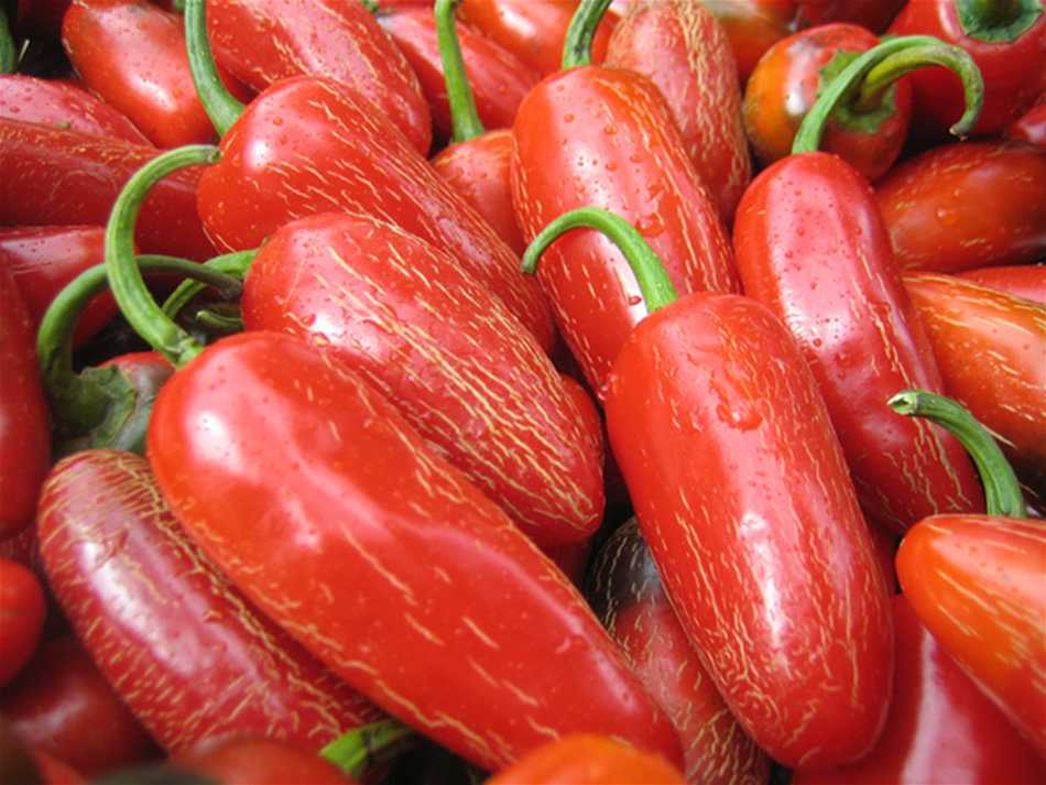 墨西哥辣椒