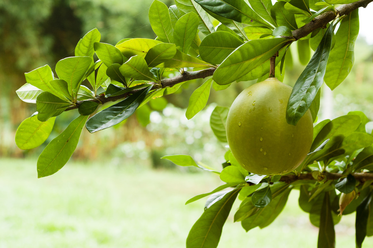 树枝上的青柚green pomelo on tree branch .jpeg