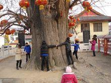 新村银杏产业开发区