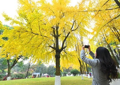 中新社：深冬时节 银杏美景吸引成都市民.jpg