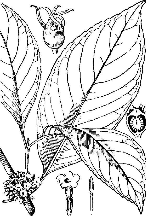蜘蛛花属