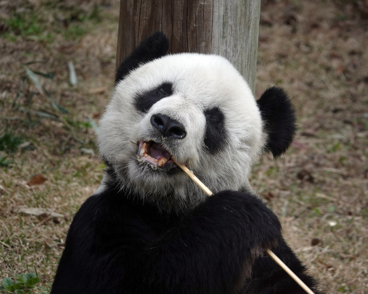 大熊猫乐乐