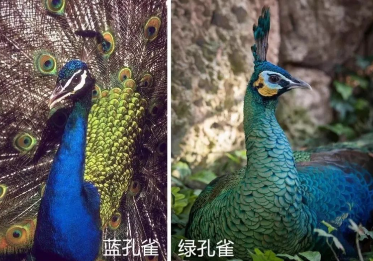 蓝孔雀