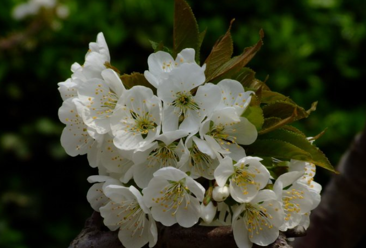 山樱桃