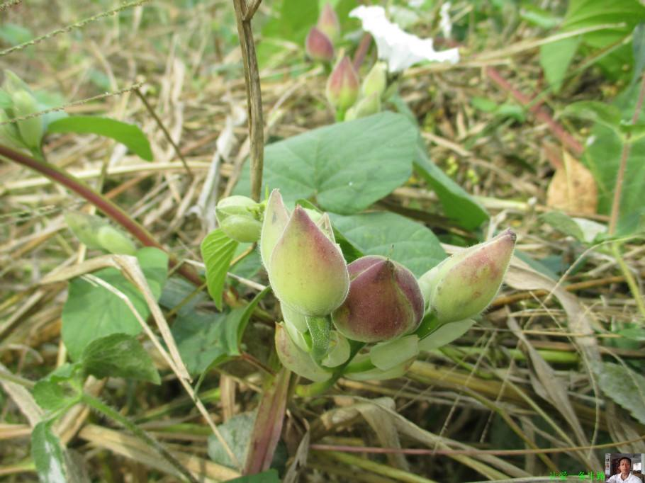 无毛条果芥