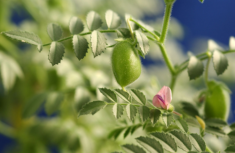 1280px-CSIRO_ScienceImage_3600_Chickpeas_in_glasshouse.jpeg