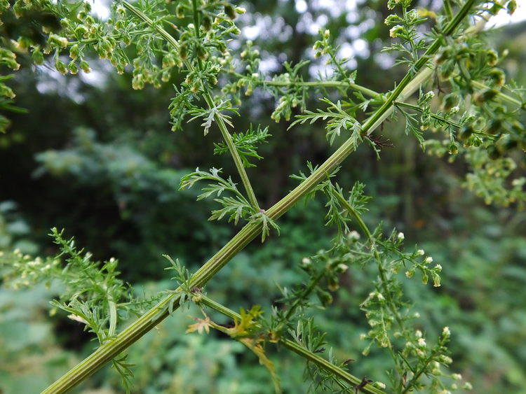 资料：绿色中草药植物青蒿  .jpg