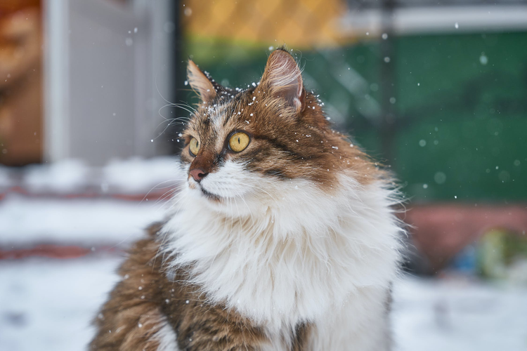 虎斑猫