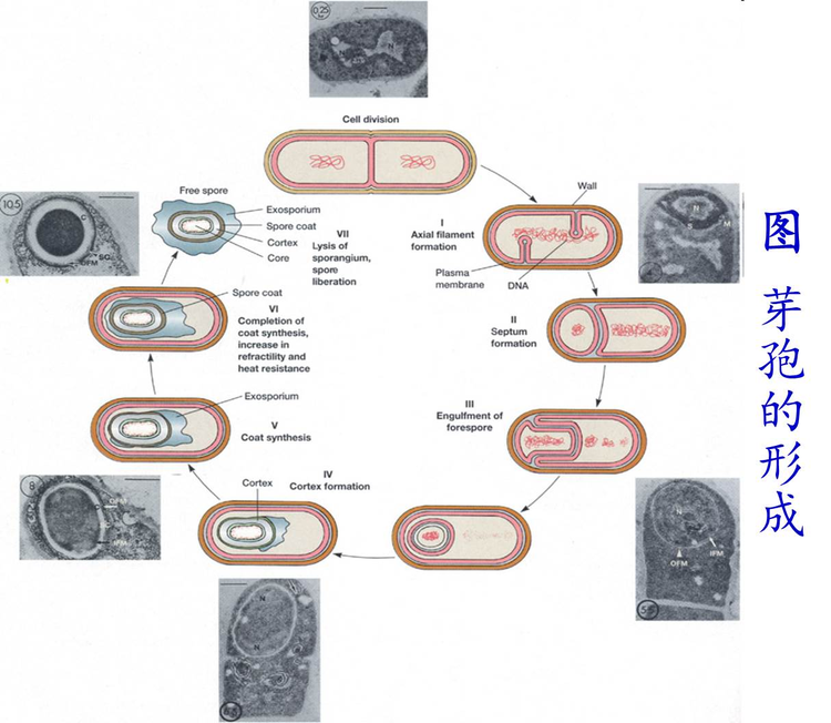 芽孢形态图片