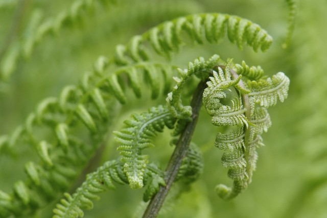 近缘蕨菜嫩叶close up young leaf of fern Matteuccia struthiopteris.jpeg