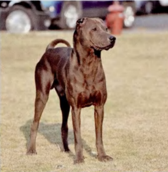 中国沙皮犬