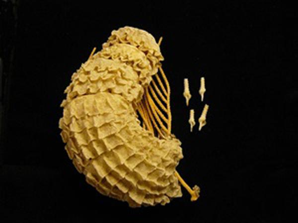 澳洲圣螺（卵）