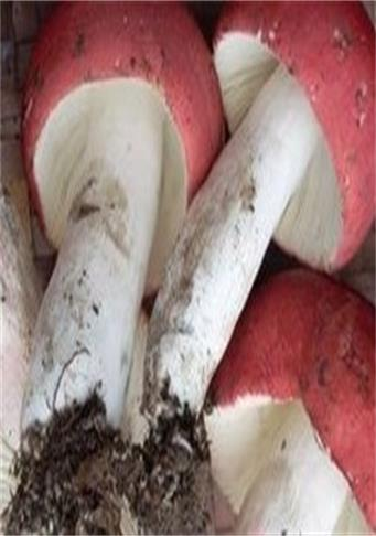 密褶红菇