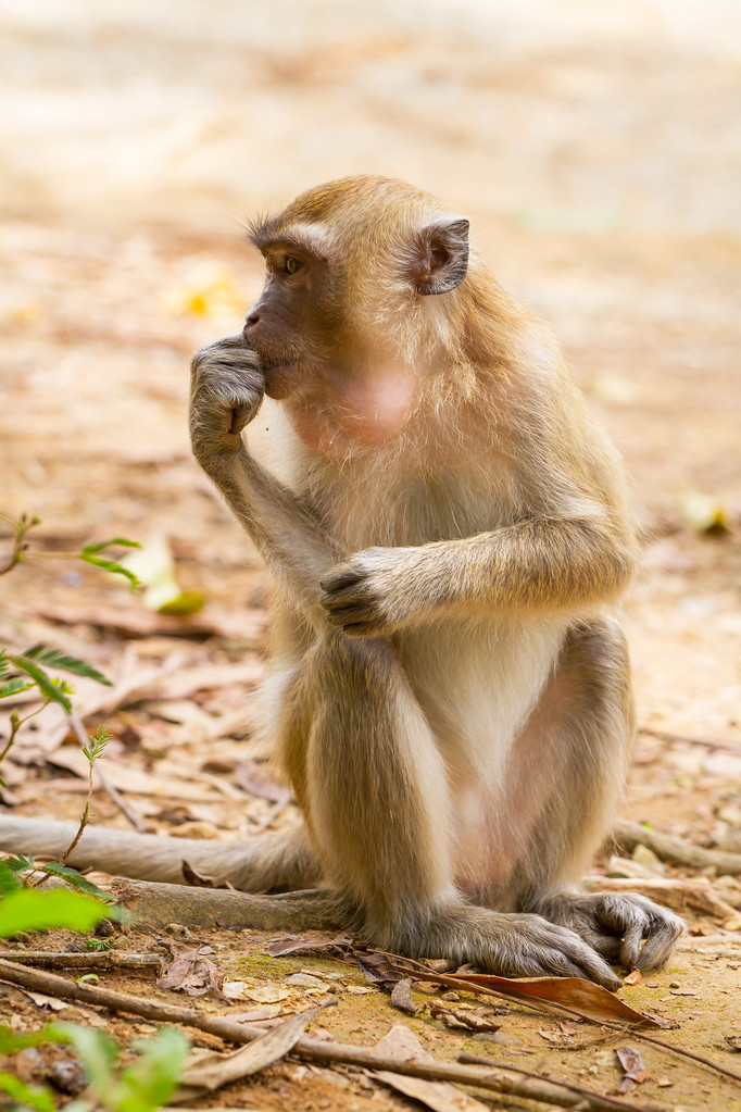 丧偶中的猕猴Macaque monkey in widelife