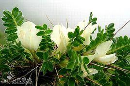 吐鲁番锦鸡儿