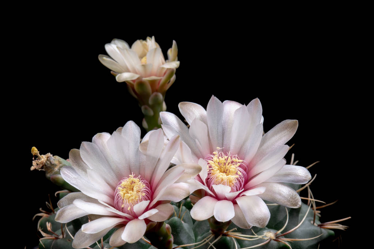 盛开的仙人掌花Blooming Cactus Flowers Gymnocalycium Baldianum