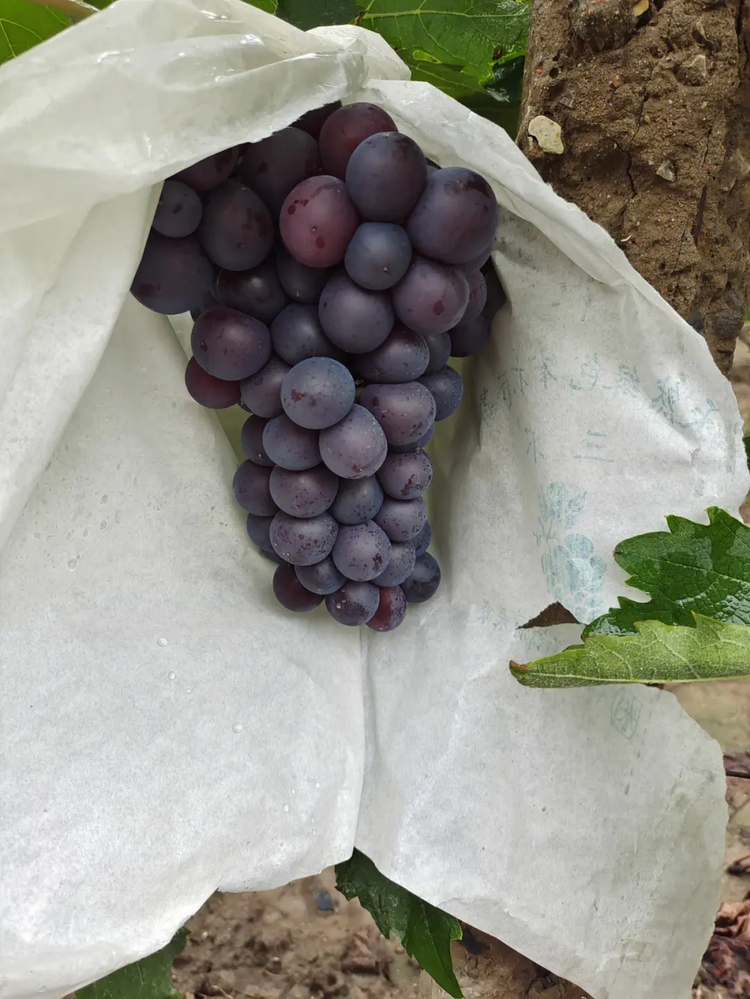 葡萄.png