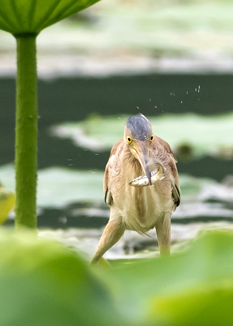 泰湖