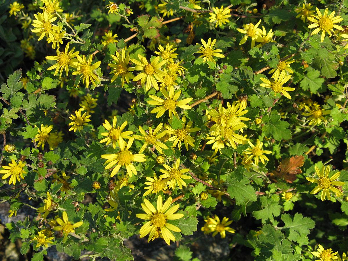 野菊