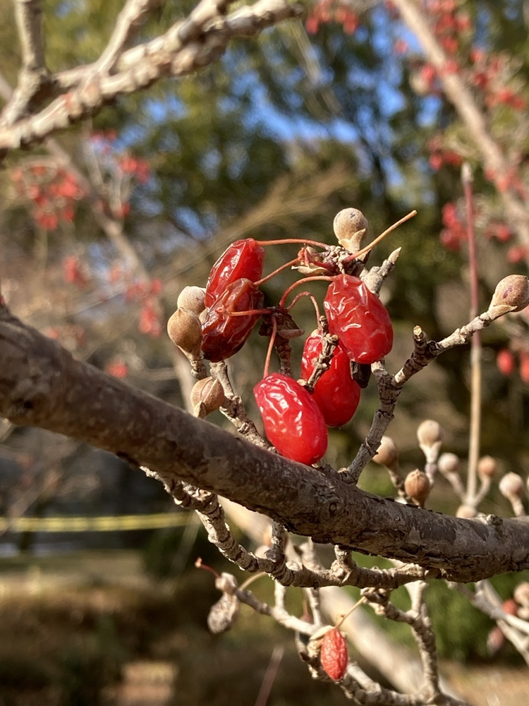 山茱萸