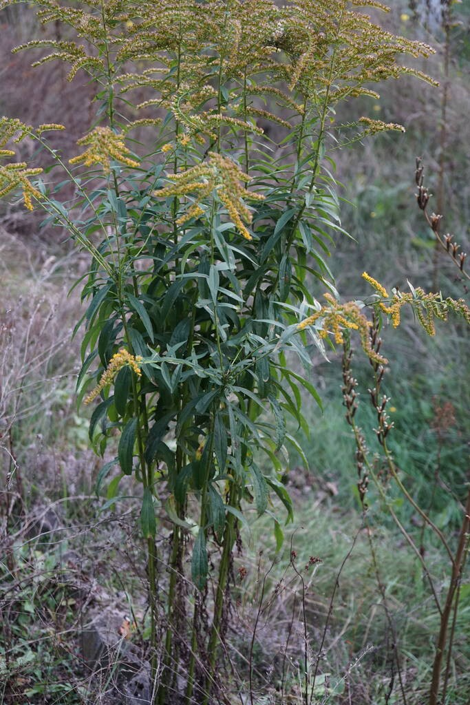 加拿大一枝黄花，被称为加拿大金枝或加拿大金枝，是菊科草本多年生植物。德国柏林