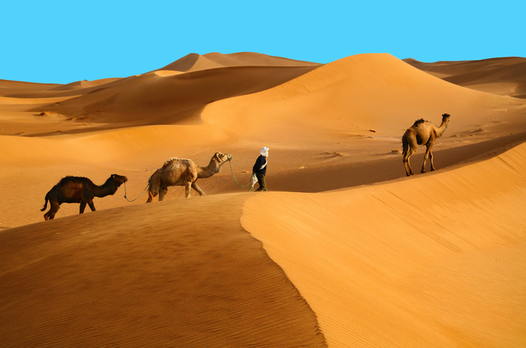 带着骆驼的柏柏尔人Berber man with camels