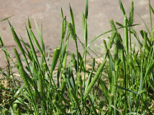 梯牧草