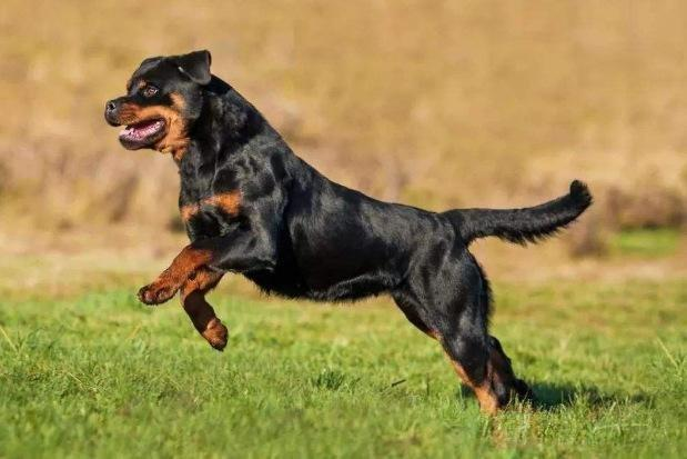 罗威纳犬