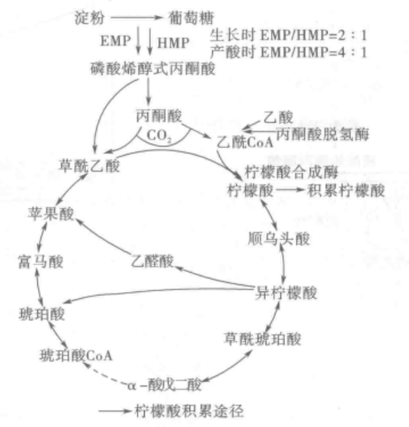 柠檬酸循环.png
