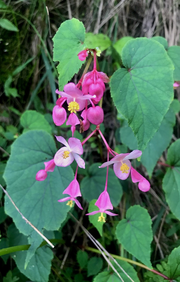 花叶秋海棠