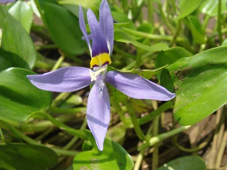 异蕊花属 - Heteranthera rotundifolia