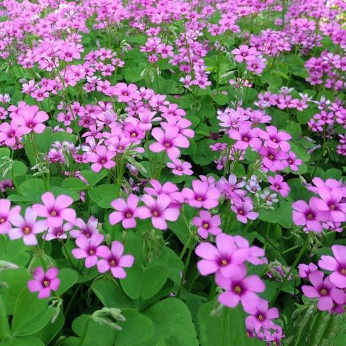红花酢浆草