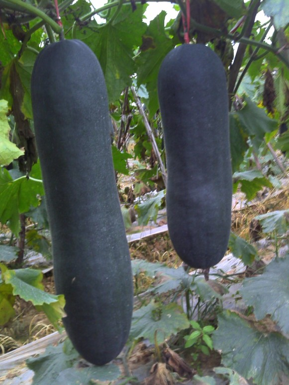 花都区