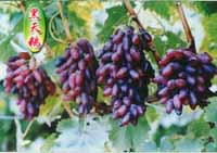 黑天鹅葡萄