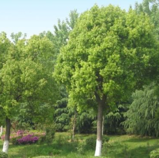 红河哈尼族彝族自治州