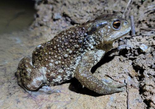 中华蟾蜍
