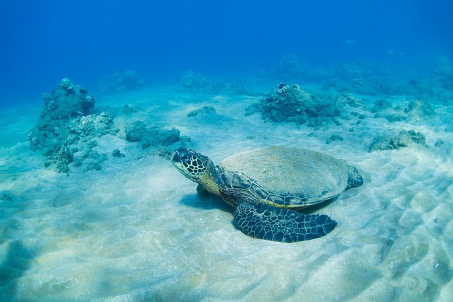 水下绿海龟Green sea turtle underwater
