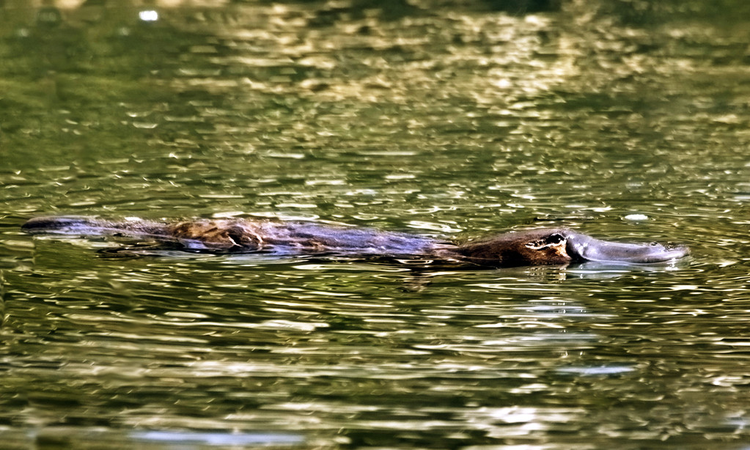 小溪表面鸭嘴兽(Ornithorhynchus anatinus)Platypus (Ornithorhynchus anatinus) on surface of creek