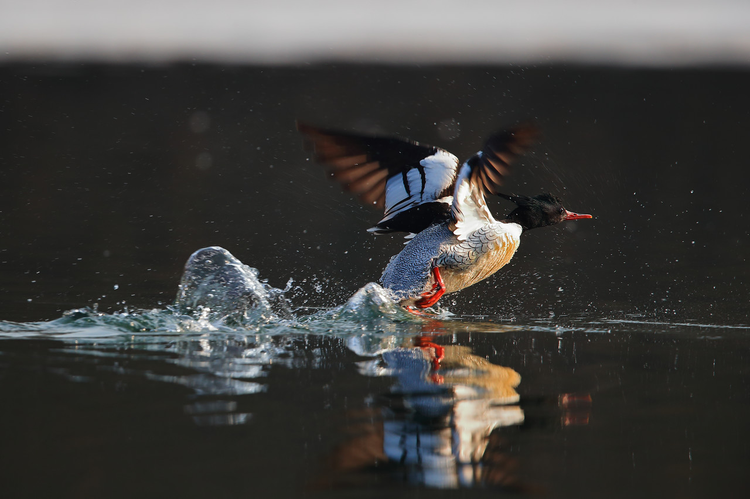 国家一级保护动物中华秋沙鸭雄鸟。