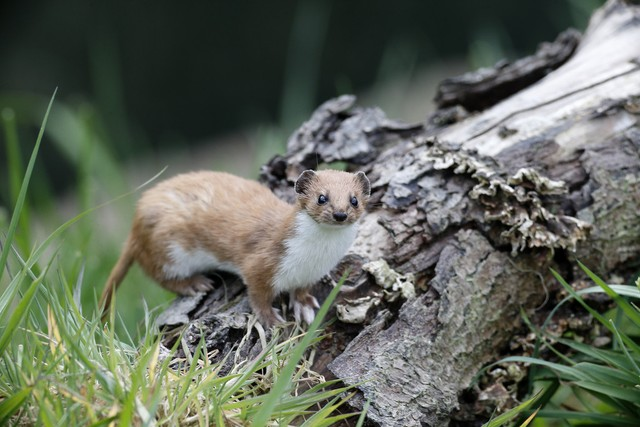 黄鼠狼Mustela NivalisWeasel, Mustela nivalis,