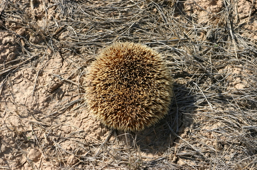 长耳刺猬