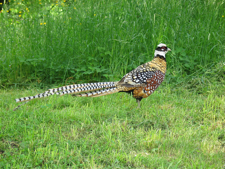 1280px-Königsfasan_(Syrmaticus_reevesii).jpeg
