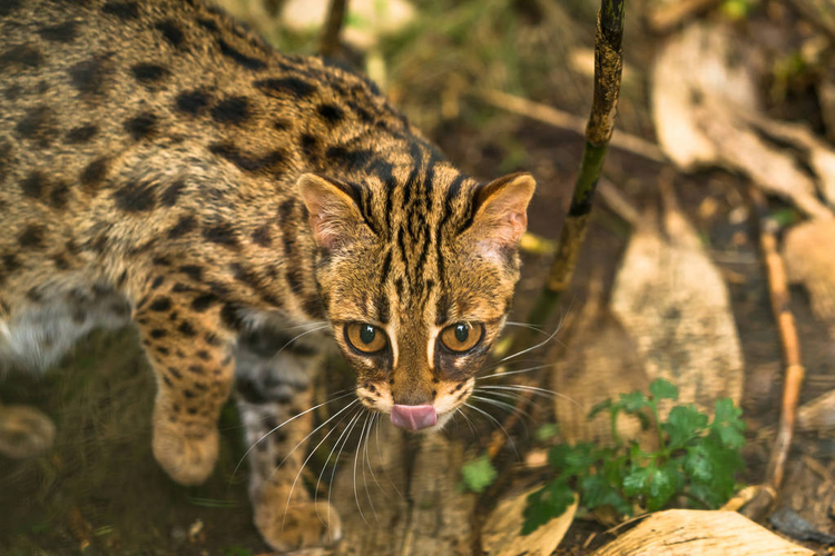 豹猫Leopard cat ( Prionailurus bengalensis).jpeg