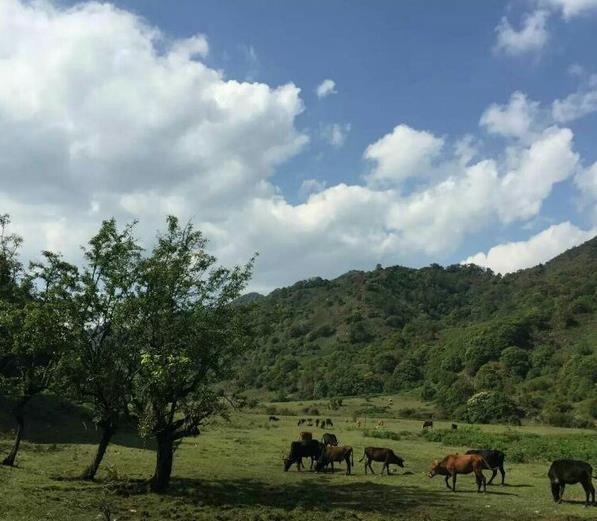 梅子镇(云南普洱市宁洱县下辖镇)_百科资料_新农商网