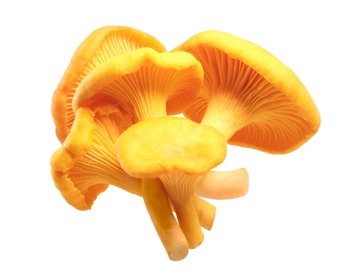 鸡油菌